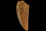 Serrated, Raptor Tooth - Real Dinosaur Tooth #179597-1